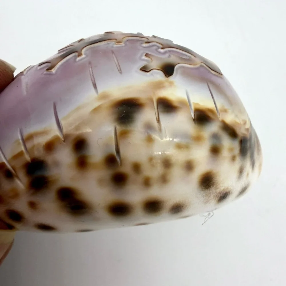 Vintage Carved Tiger Cowrie Shell‎ Pair Pelican Seahorse Cameo Coastal Estate